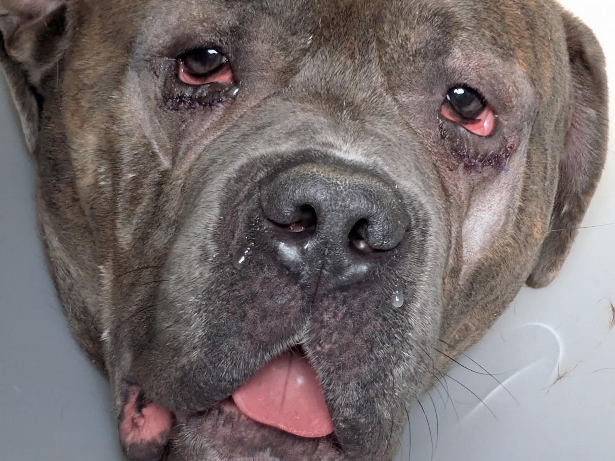 Frank, a ADOPTABLE American Bully in Lisbon, OH image 3/4