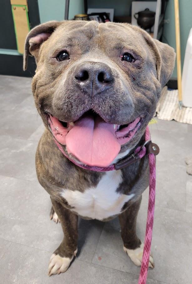 Frank, a ADOPTABLE American Bully in Lisbon, OH image 1/4