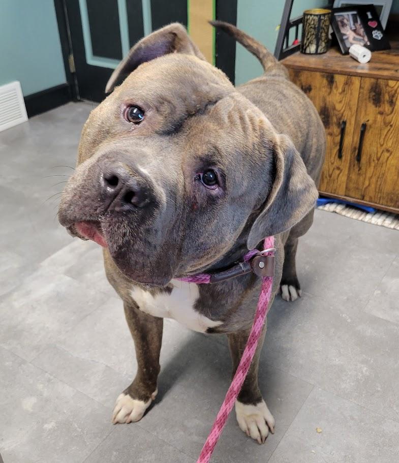 Frank, a ADOPTABLE American Bully in Lisbon, OH image 4/4