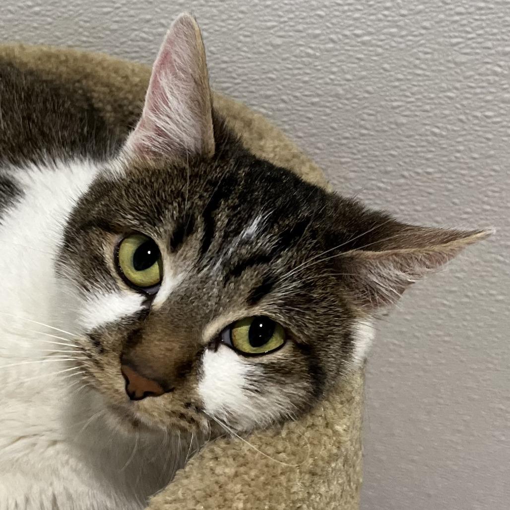 Nikki, Adoptable, Adult Female Domestic Short Hair.