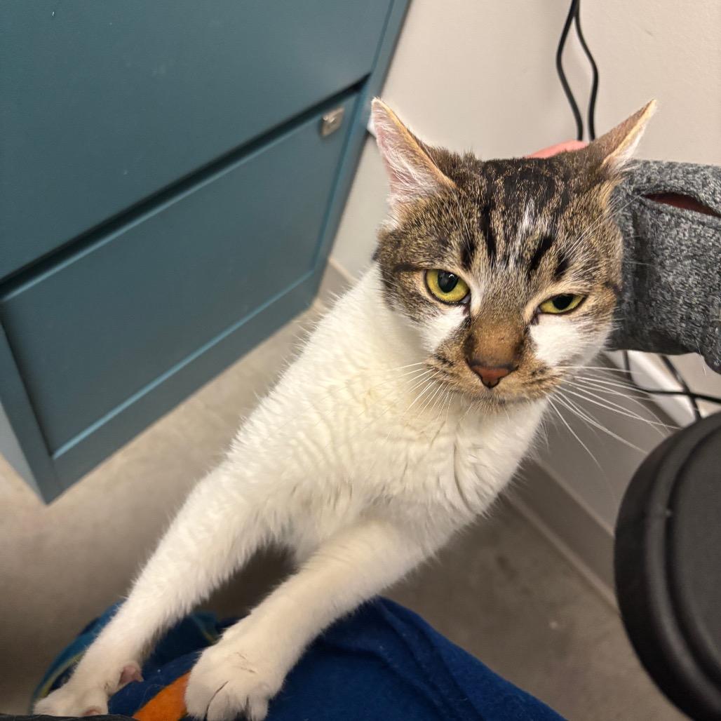 Enlarge Nikki, a Adoptable Domestic Short Hair in Murray, UT image 4/5