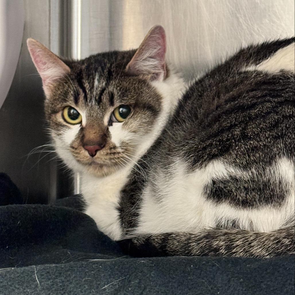 Enlarge Nikki, a Adoptable Domestic Short Hair in Murray, UT image 5/5