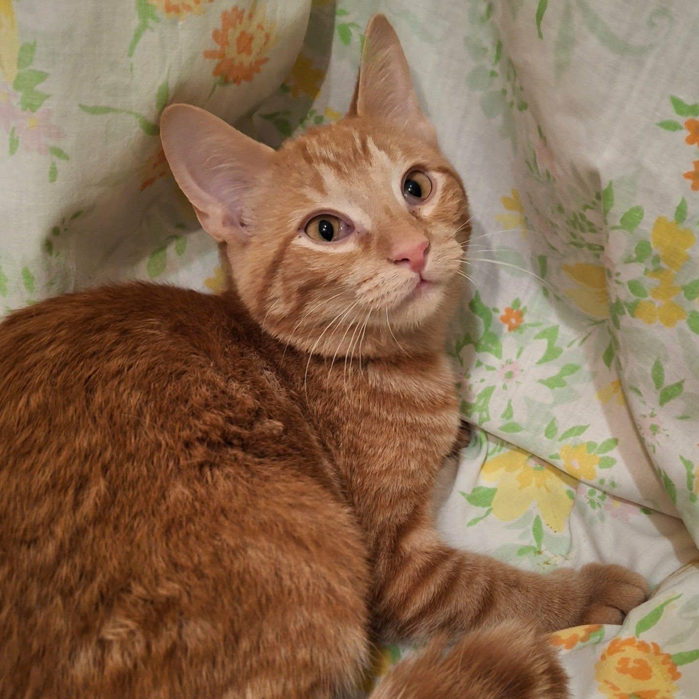 Enlarge Orange Peel, a Adopted Domestic Short Hair in Watertown, WI image 5/5
