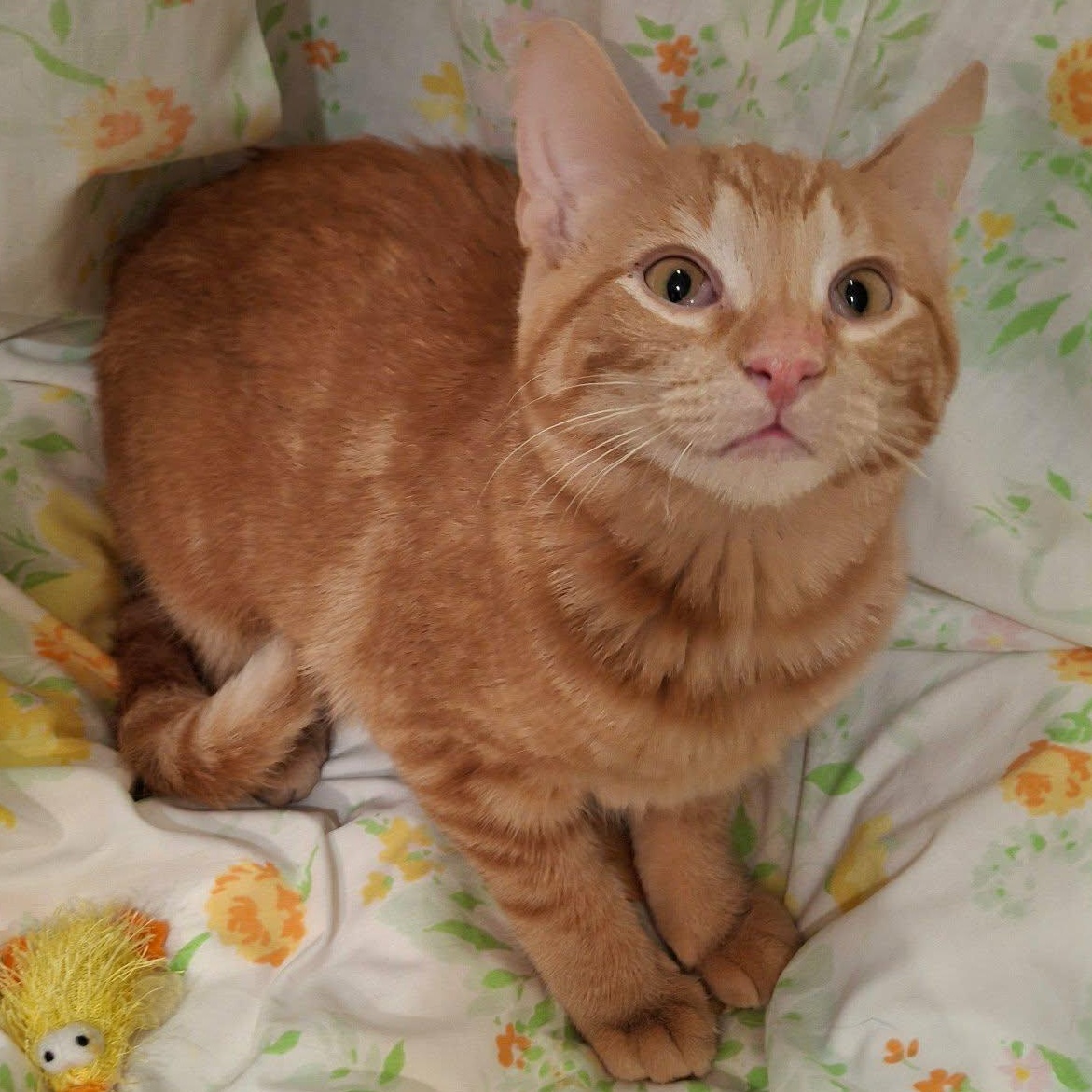 Enlarge Orange Peel, a Adopted Domestic Short Hair in Watertown, WI image 2/5