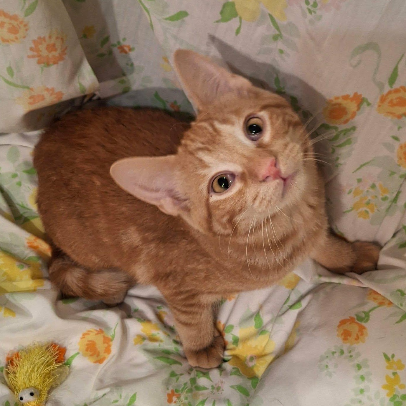 Enlarge Orange Peel, a Adopted Domestic Short Hair in Watertown, WI image 4/5
