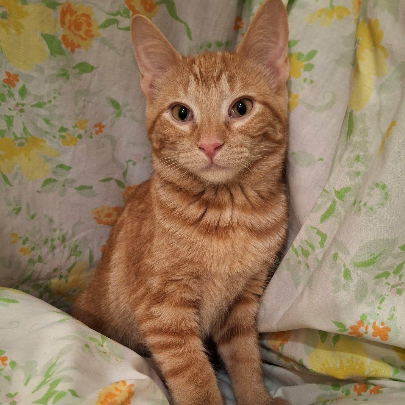 Orange Peel, Adopted, Kitten Female Domestic Short Hair.