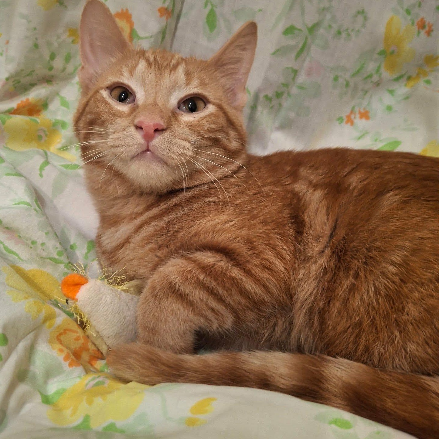 Enlarge Orange Peel, a Adopted Domestic Short Hair in Watertown, WI image 3/5