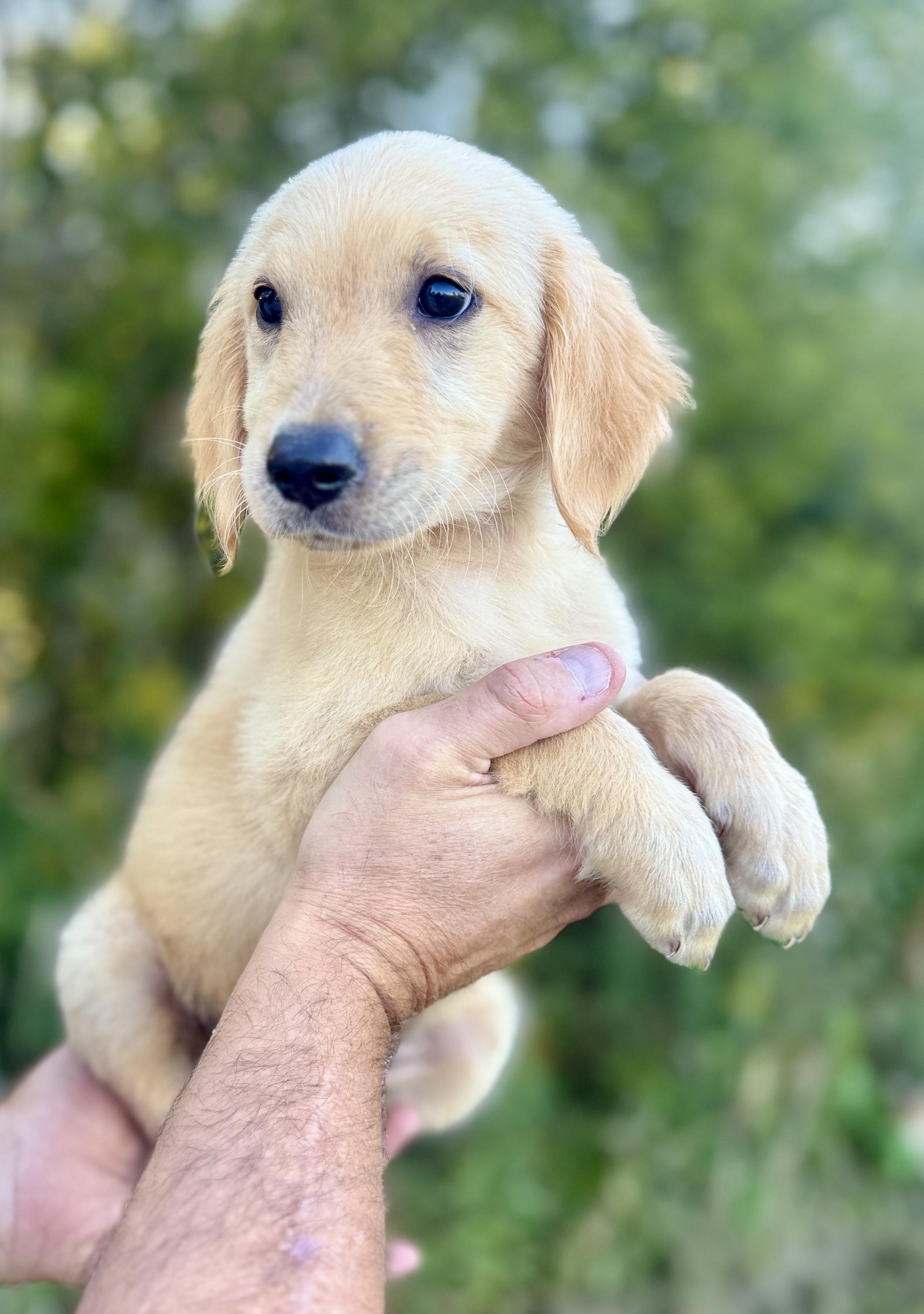 Enlarge Archer, a Adopted Golden Retriever in Hustisford , WI image 2/3
