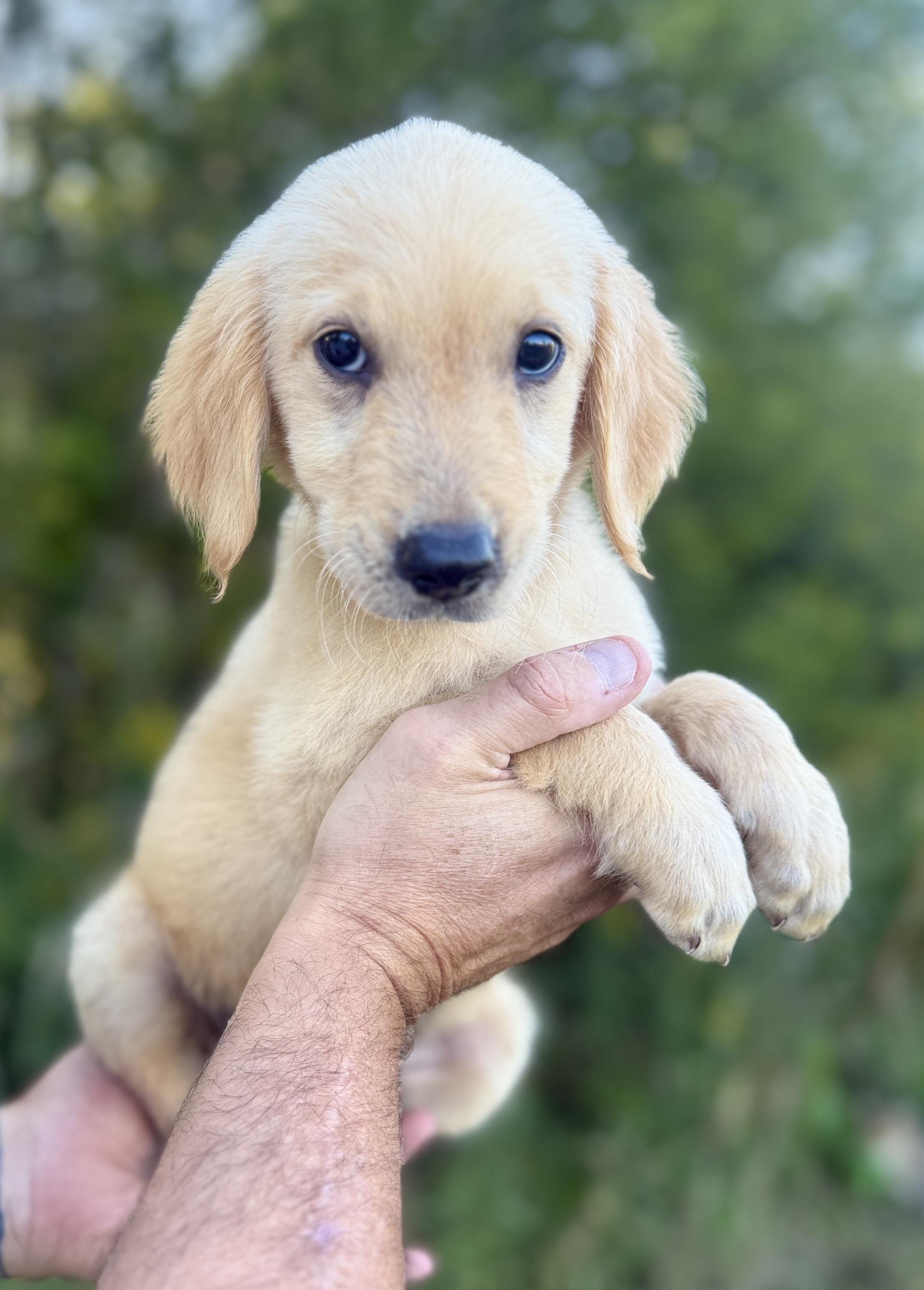 Enlarge Archer, a Adopted Golden Retriever in Hustisford , WI image 3/3