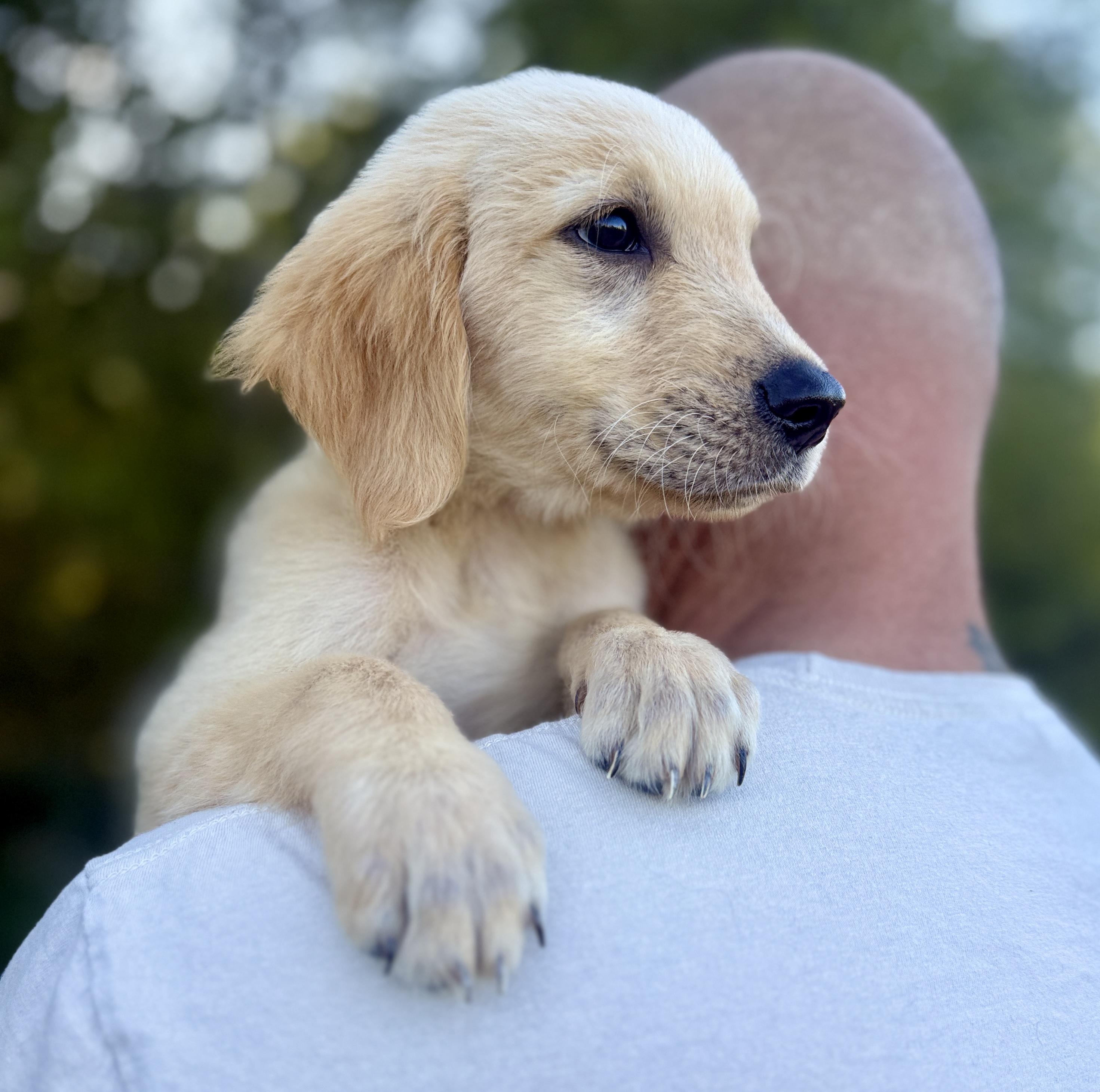 Enlarge Archer, a Adopted Golden Retriever in Hustisford , WI image 1/3