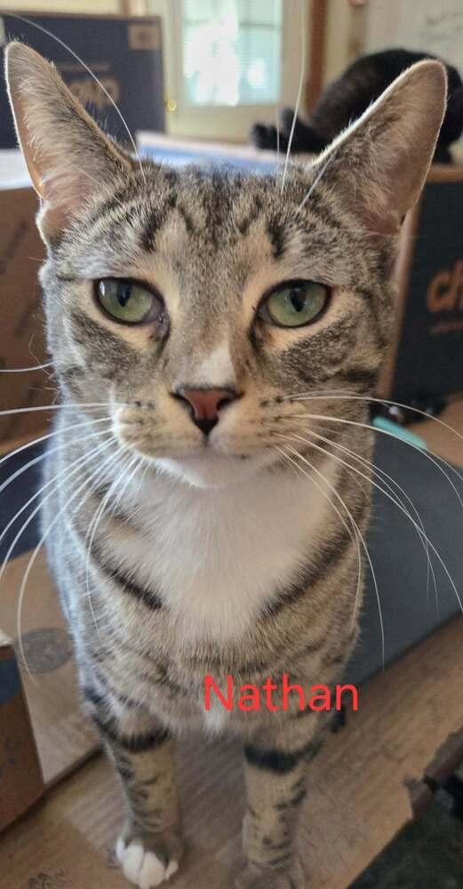 Enlarge Nathan, a Adoptable mixed breed in Greene, NY image 2/3