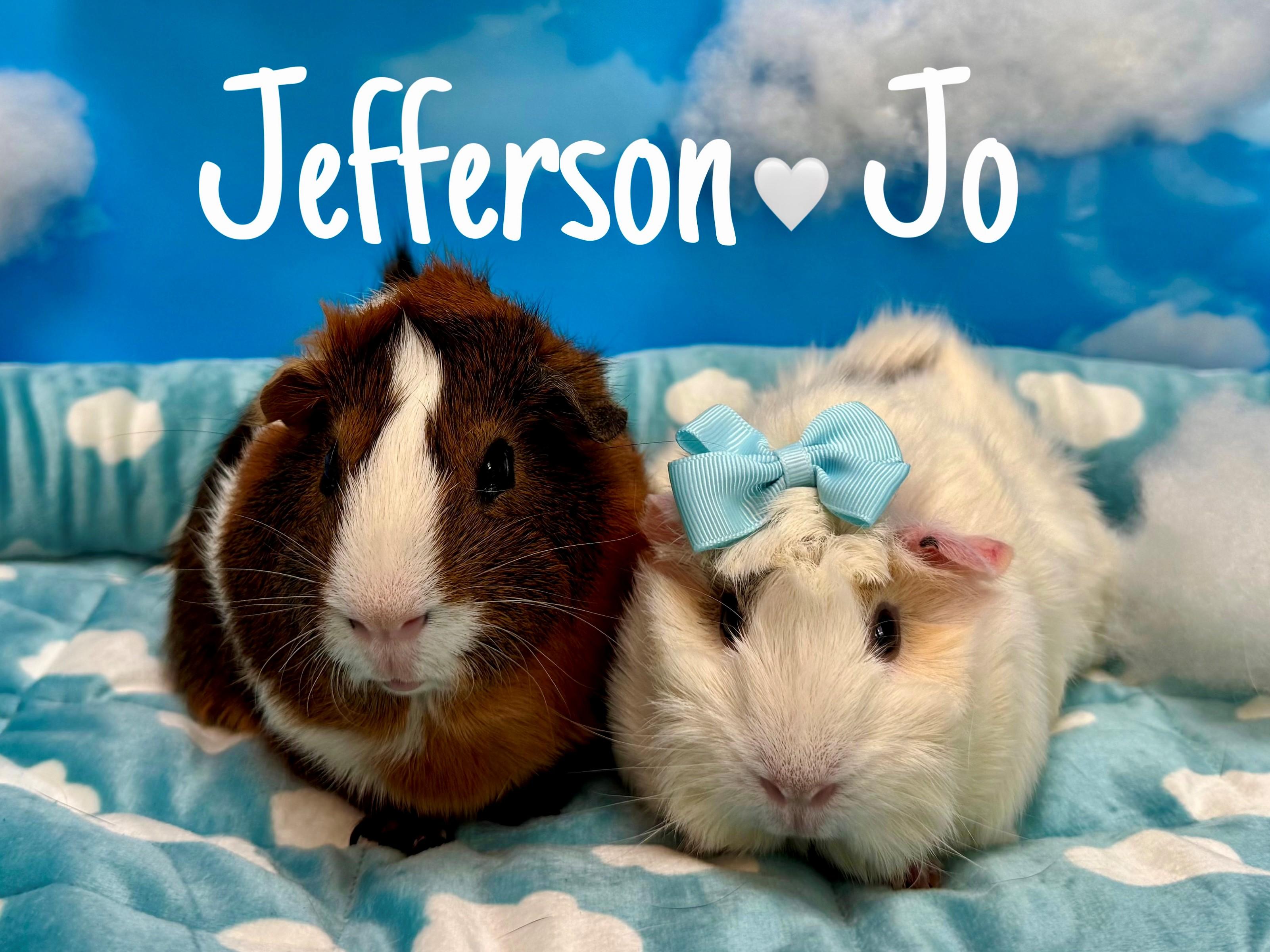 Jefferson and Jo, ADOPTABLE, Adult Male Guinea Pig.