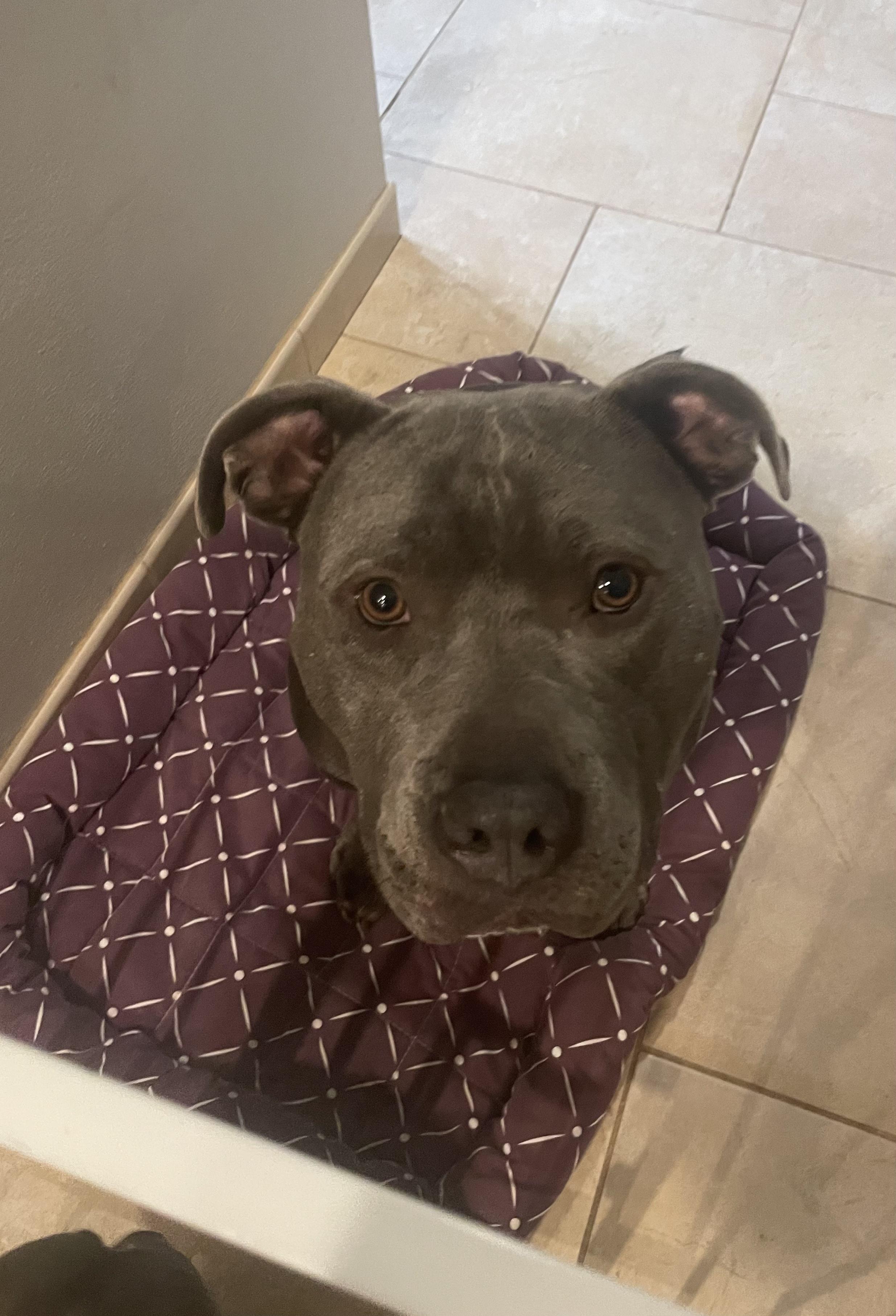 Turtle, a Adoptable Pit Bull Terrier in Vernon Hills, IL image 2/5