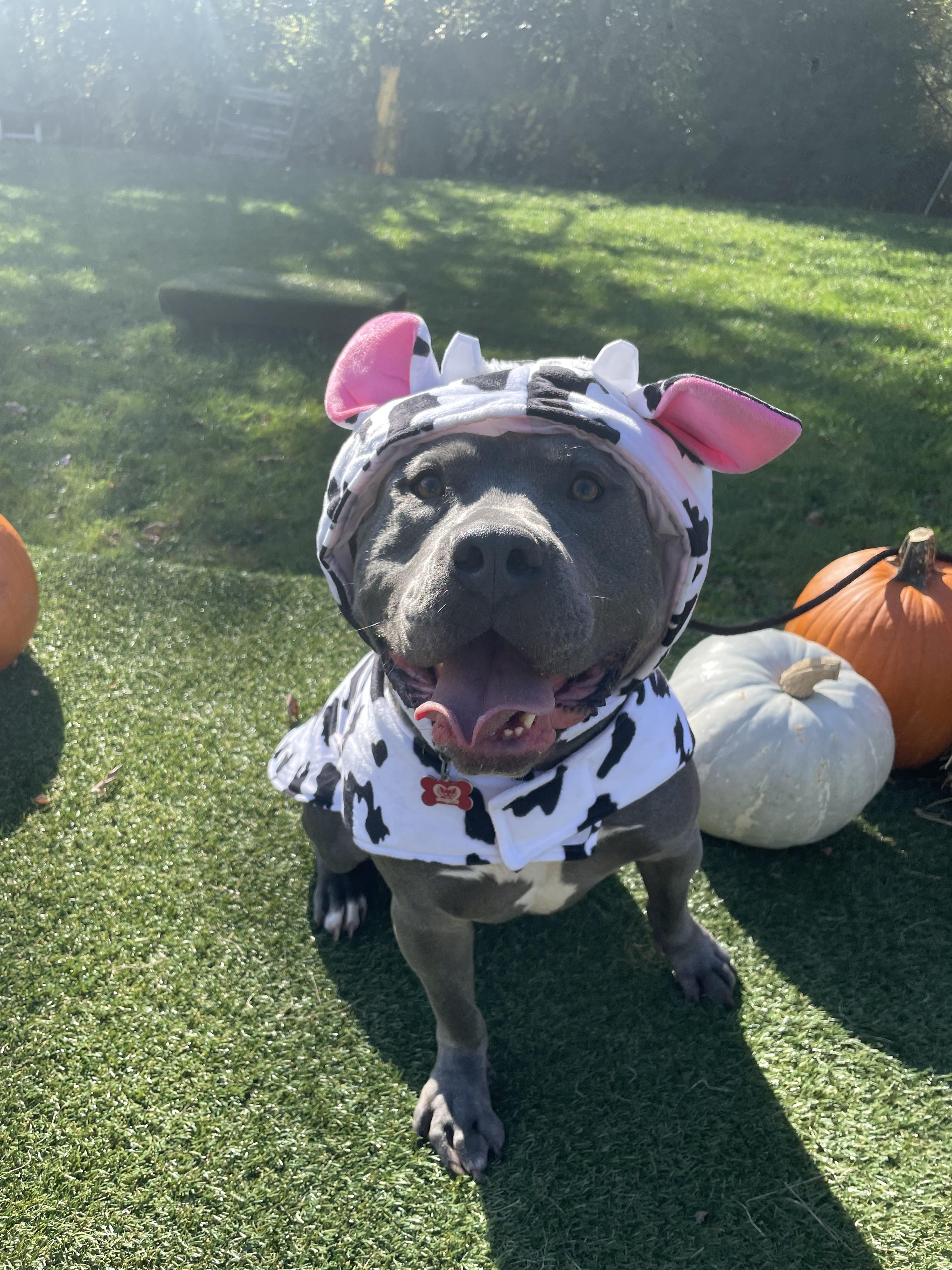 Turtle, a Adoptable Pit Bull Terrier in Vernon Hills, IL image 3/5