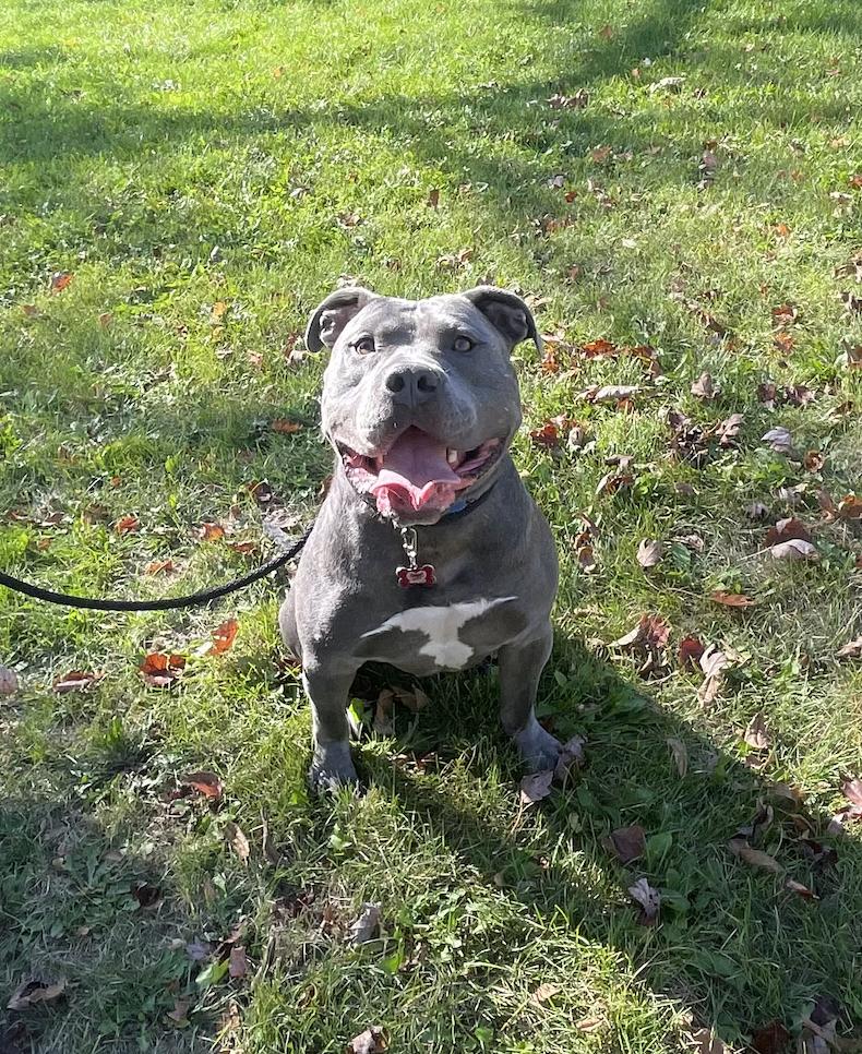 Turtle, a Adoptable Pit Bull Terrier in Vernon Hills, IL image 4/5