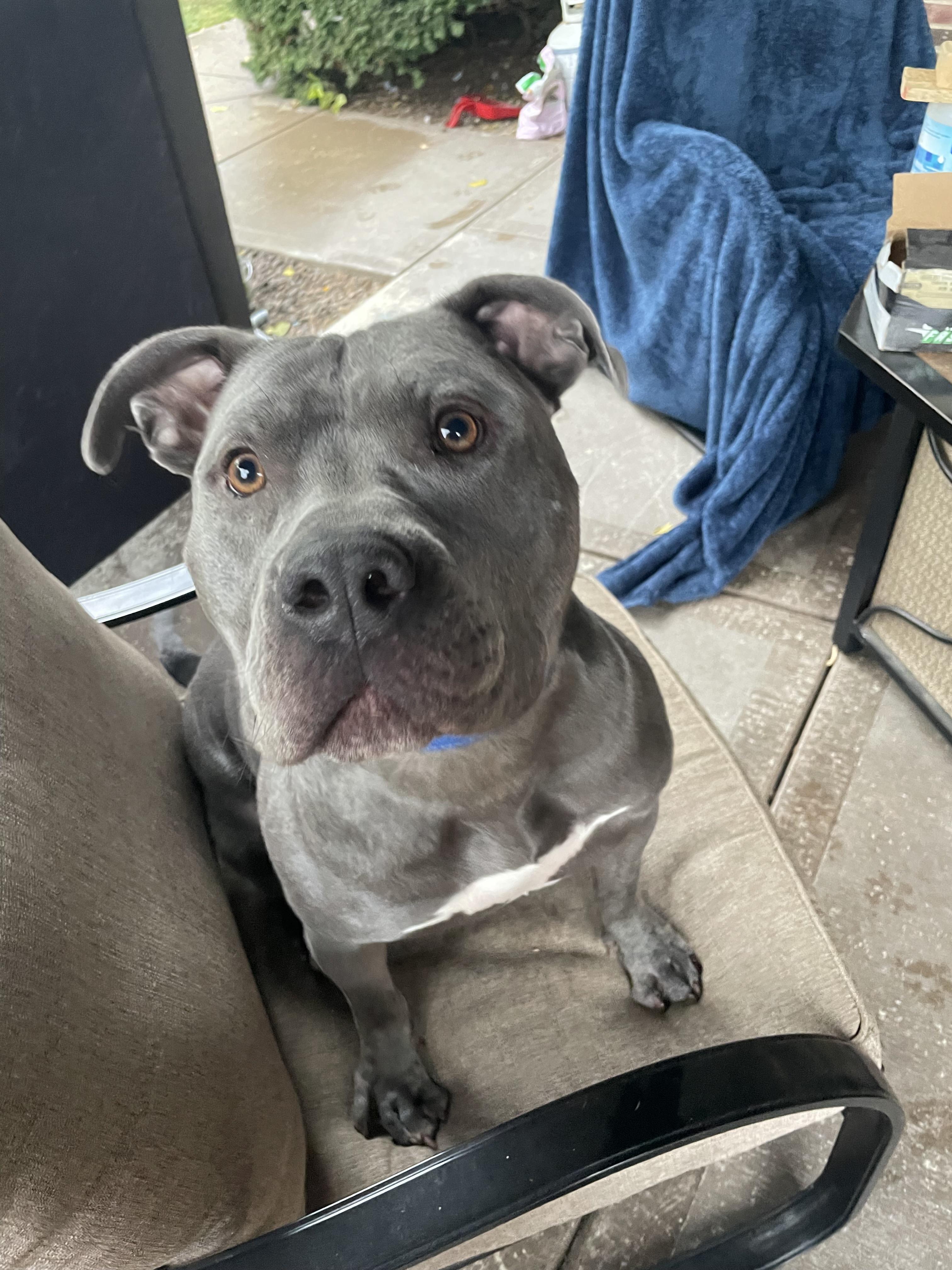 Turtle, a Adoptable Pit Bull Terrier in Vernon Hills, IL image 5/5