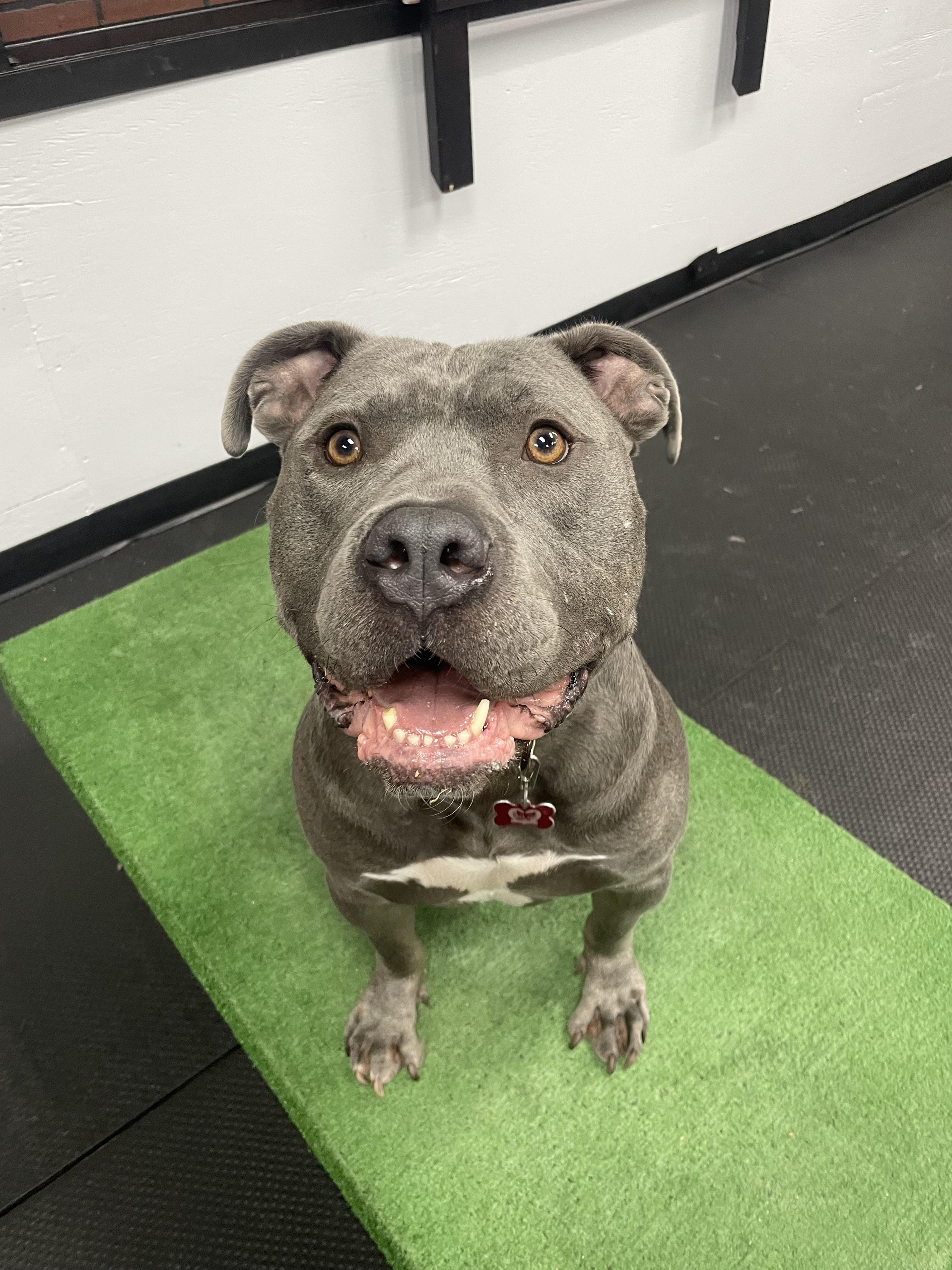 Turtle, Adoptable, Young Male Pit Bull Terrier.