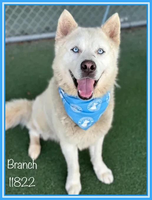 BRANCH Siberian Husky Dog