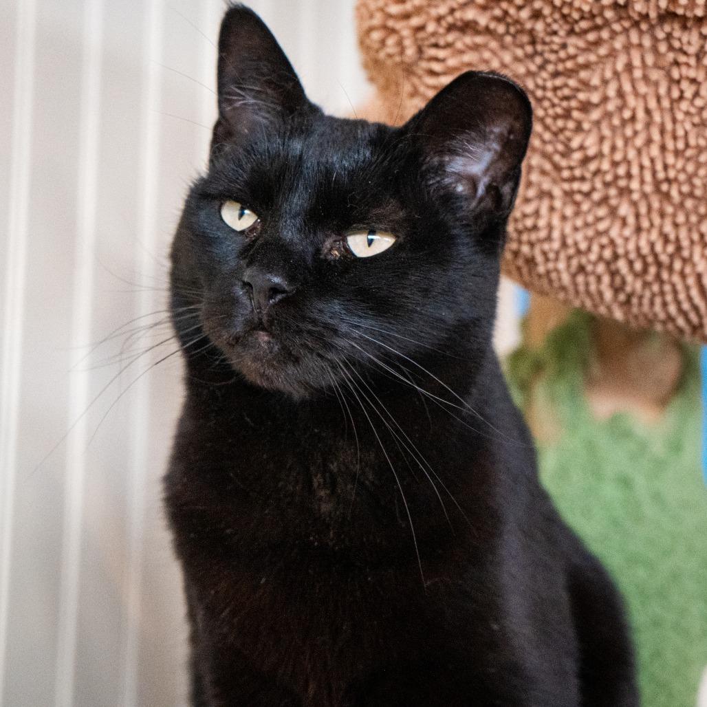 Enlarge Mitzi, a Adoptable Domestic Short Hair in Durango, CO image 1/2