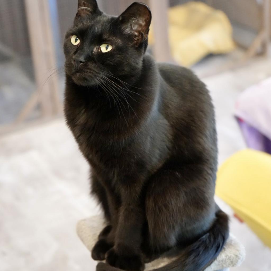 Enlarge Mitzi, a Adoptable Domestic Short Hair in Durango, CO image 2/2