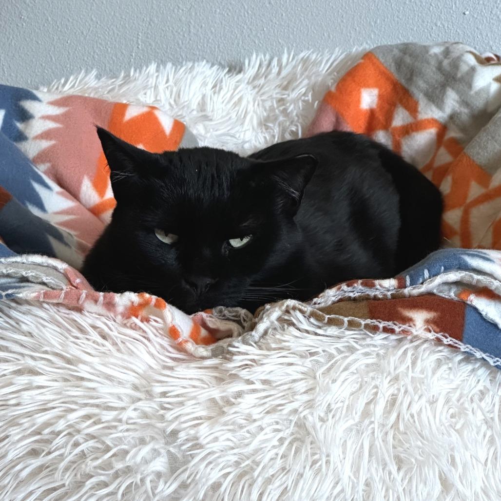 Mitzi, a Adoptable Domestic Short Hair in Durango, CO image 4/4