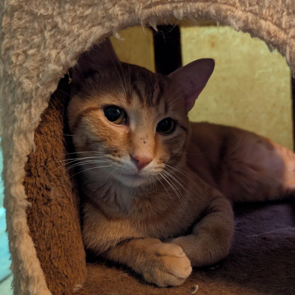 Felix, Adoptable, Adult Male Domestic Short Hair.