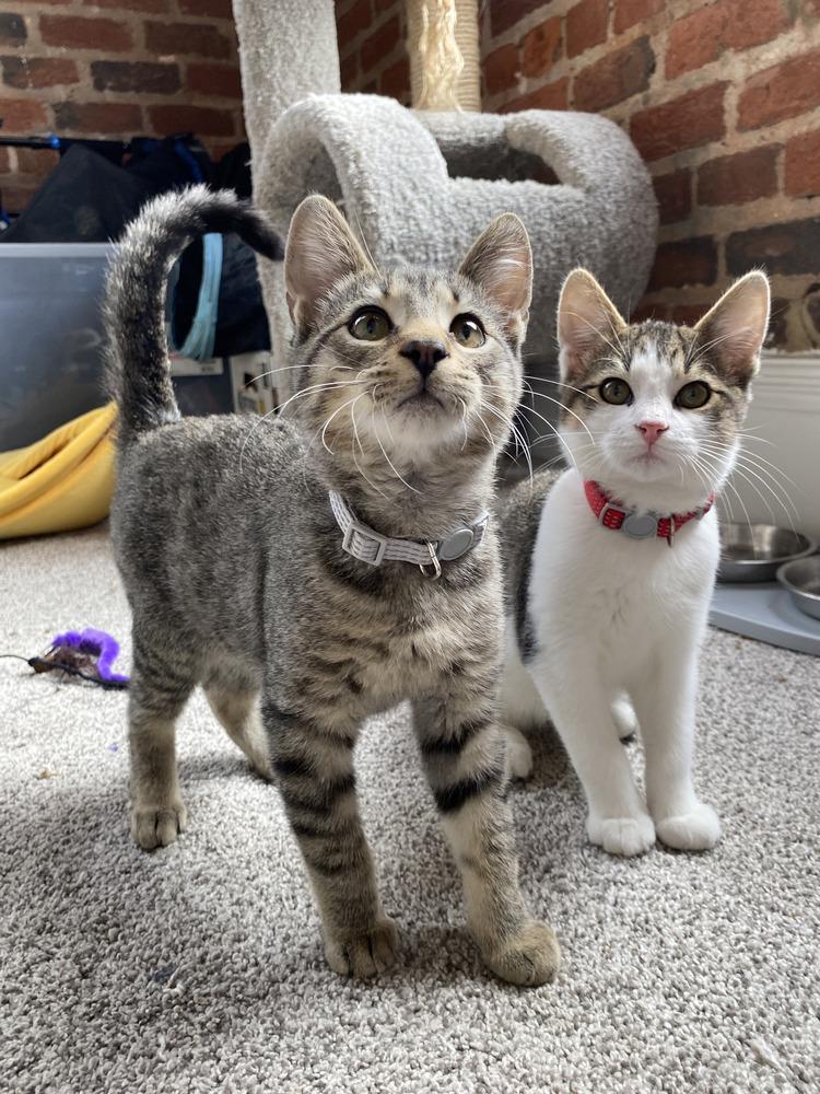 Zeke the Freak, Adoptable, Kitten Male Domestic Short Hair.