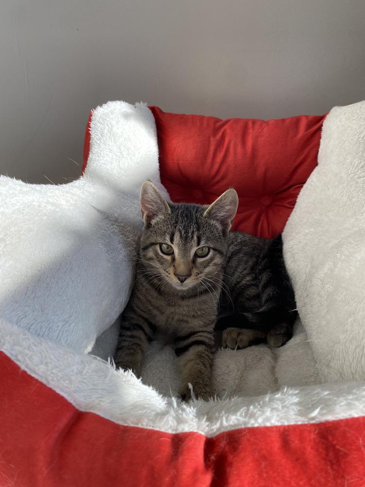 Enlarge Zeke the Freak, a Adoptable Domestic Short Hair in Henrico, VA image 2/6