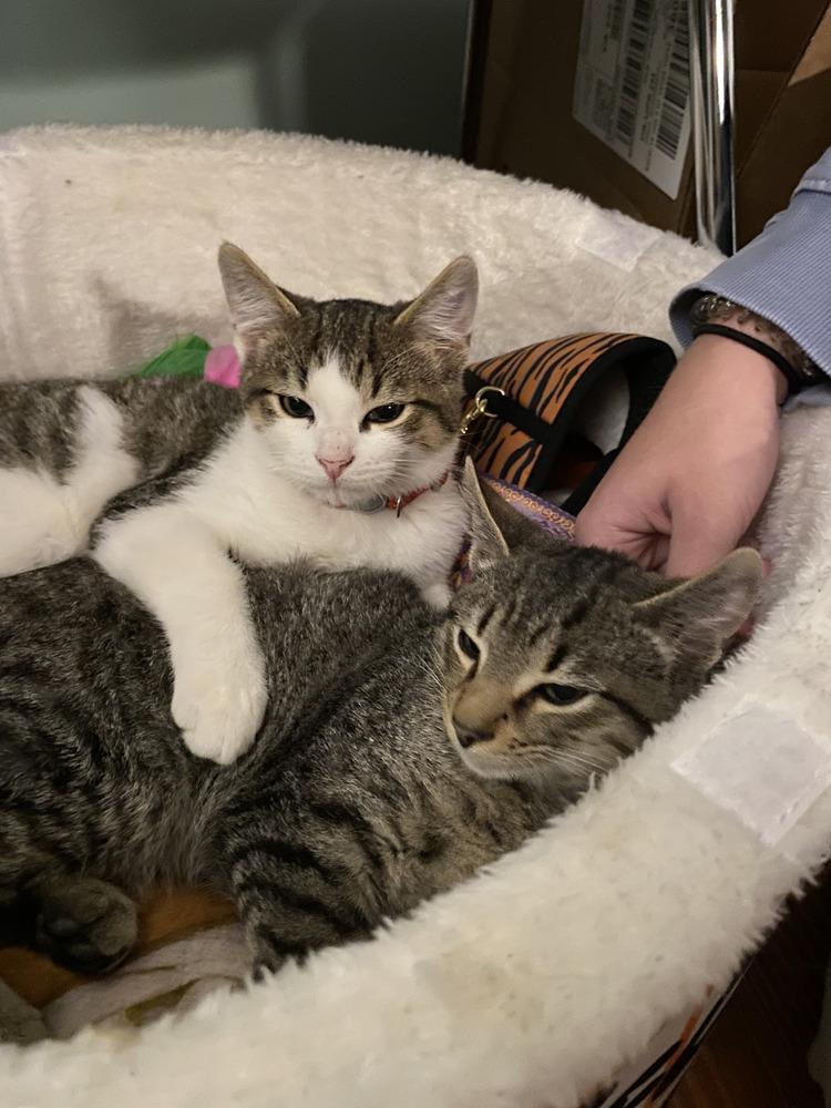 Enlarge Zeke the Freak, a Adoptable Domestic Short Hair in Henrico, VA image 3/6