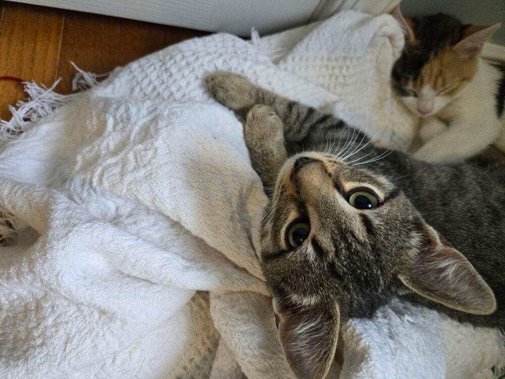 Enlarge Zeke the Freak, a Adoptable Domestic Short Hair in Henrico, VA image 4/6