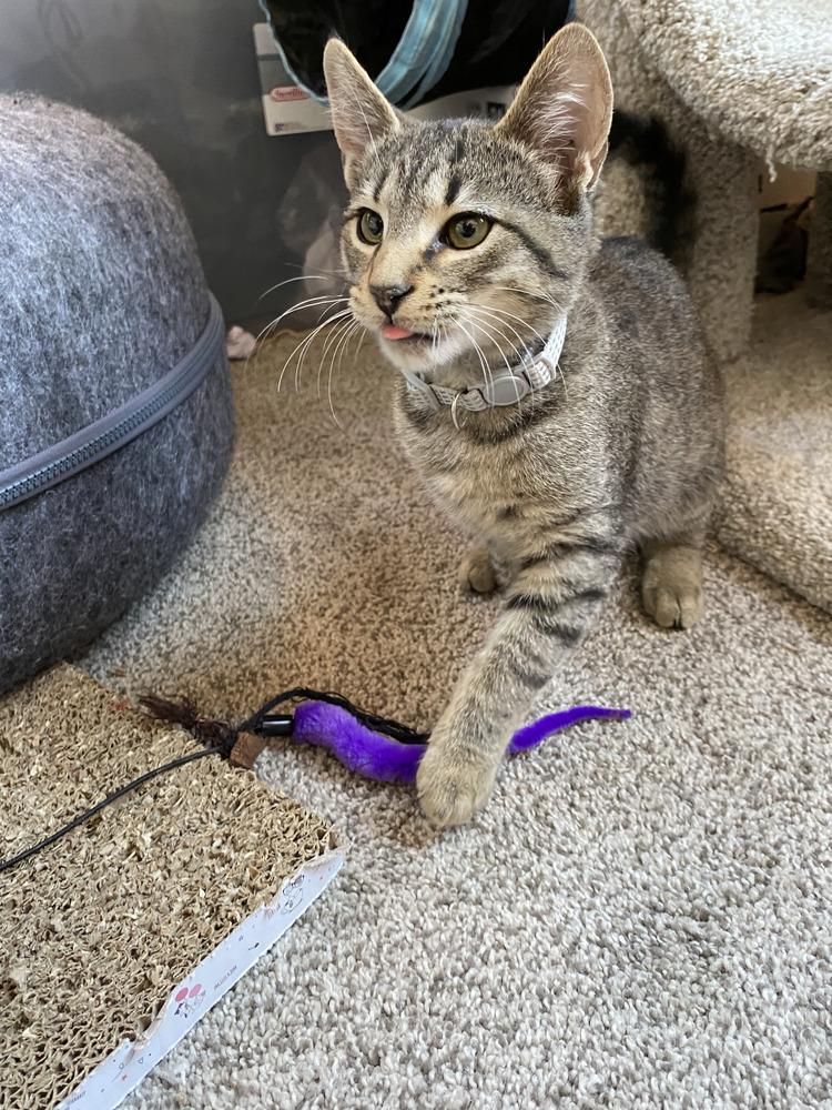 Enlarge Zeke the Freak, a Adoptable Domestic Short Hair in Henrico, VA image 5/6