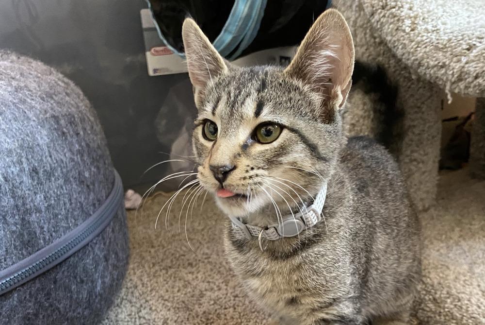 Enlarge Zeke the Freak, a Adoptable Domestic Short Hair in Henrico, VA image 6/6