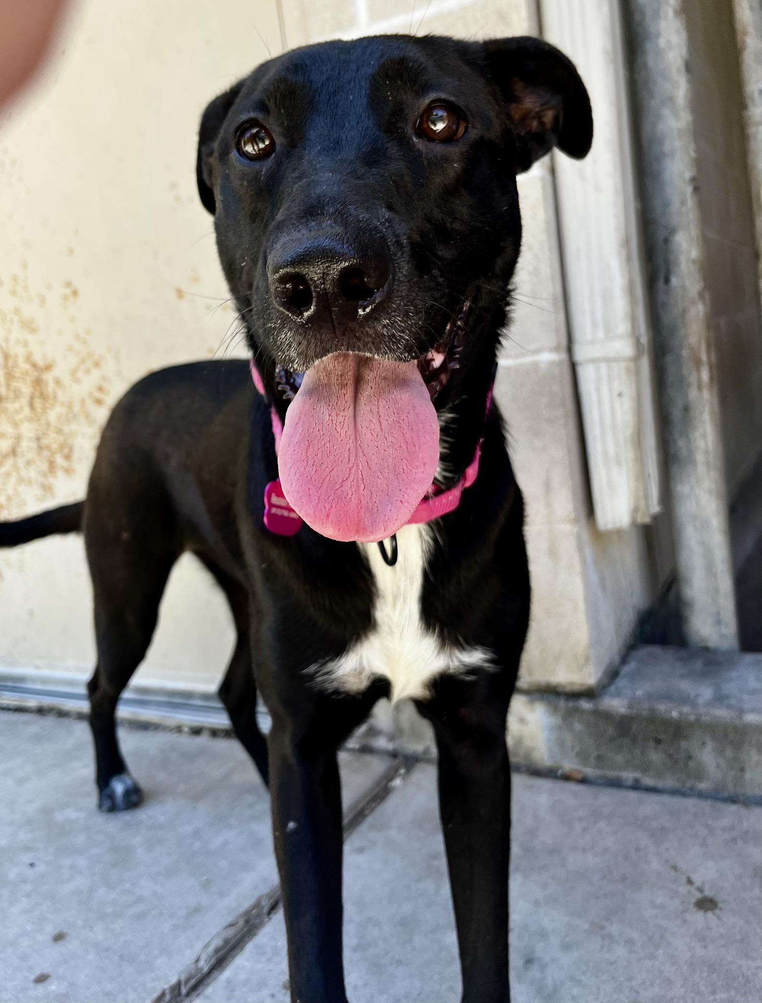 Enlarge Yolanda, a ADOPTABLE mixed breed in Austin, TX image 2/6