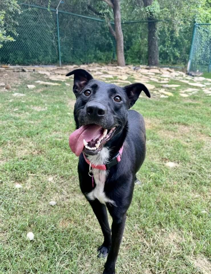 Yolanda, ADOPTABLE, Young Female German Shorthaired Pointer & Belgian Shepherd / Malinois.