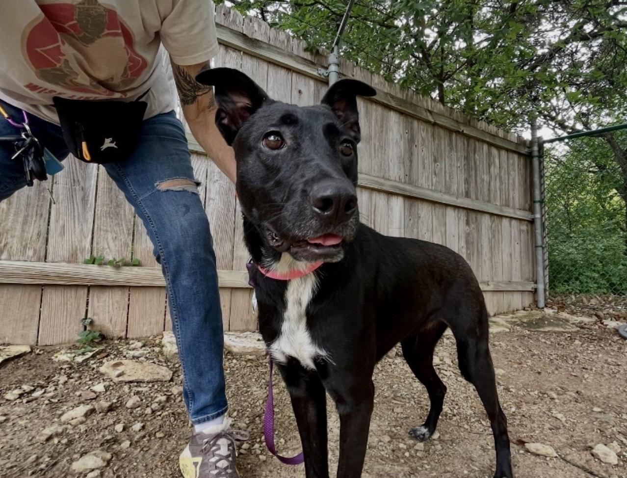 Enlarge Yolanda, a ADOPTABLE mixed breed in Austin, TX image 5/6