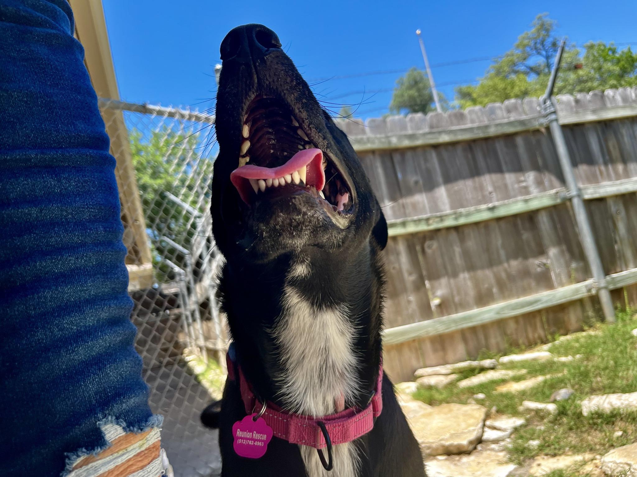 Enlarge Yolanda, a ADOPTABLE mixed breed in Austin, TX image 3/6