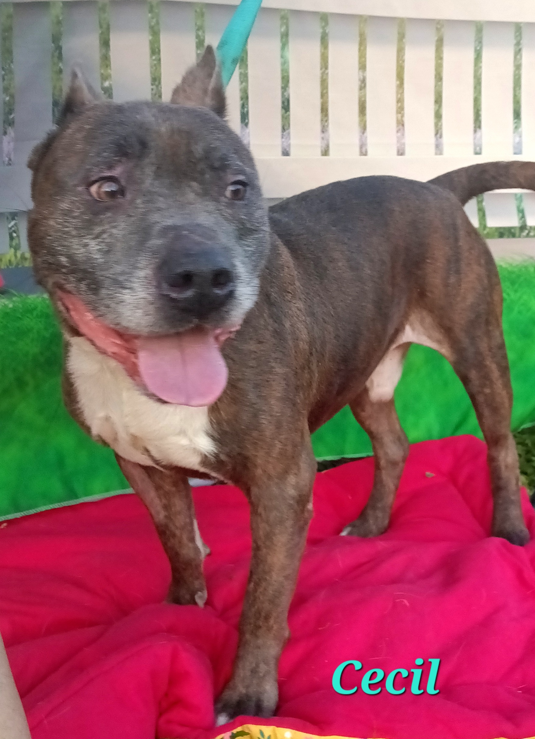 Cecil