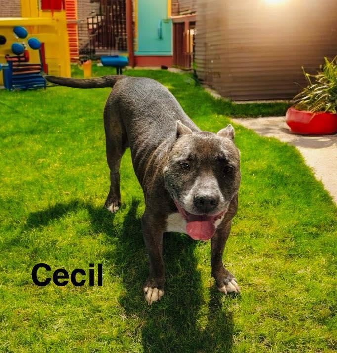 Cecil
