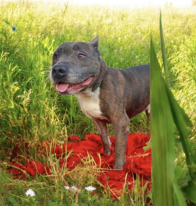 Cecil, Adoptable, Adult Male American Staffordshire Terrier.