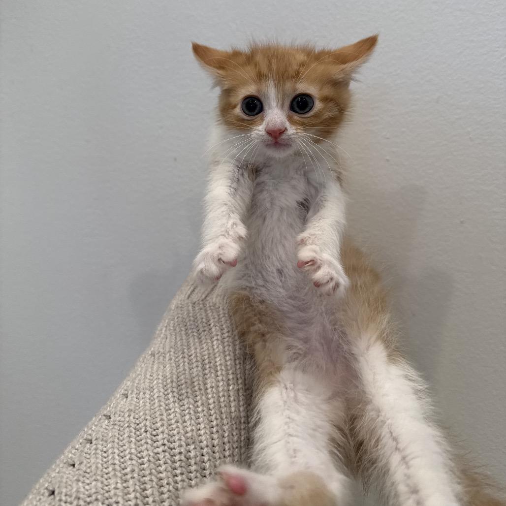 Enlarge Daisy, a Adoptable Domestic Short Hair in Chattanooga, TN image 2/5