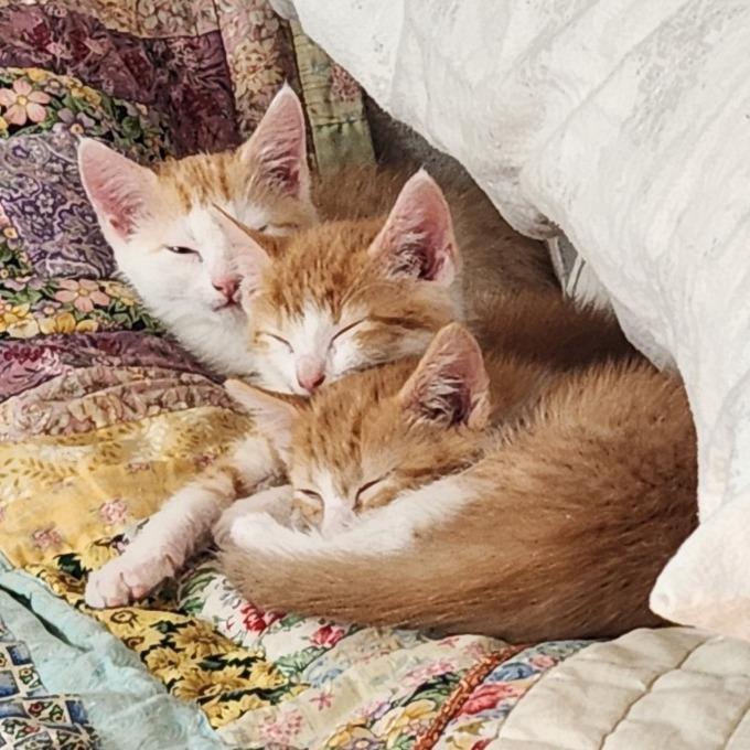 Enlarge Daisy, a Adoptable Domestic Short Hair in Chattanooga, TN image 3/5