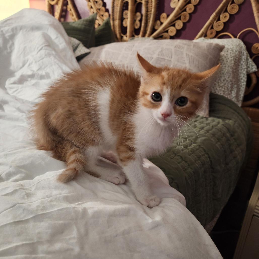 Enlarge Daisy, a Adoptable Domestic Short Hair in Chattanooga, TN image 1/5