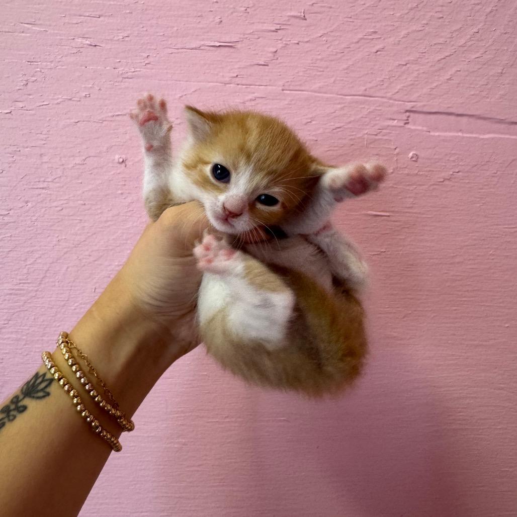 Enlarge Daisy, a Adoptable Domestic Short Hair in Chattanooga, TN image 5/5