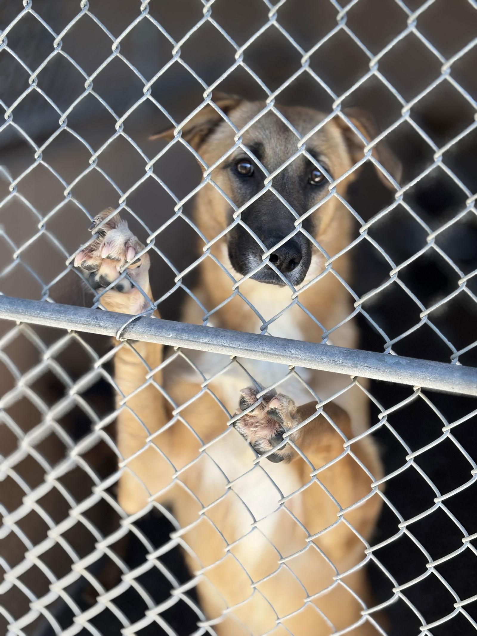 Enlarge Priscilla, a Adoptable Shepherd in Las Vegas, NM image 1/3