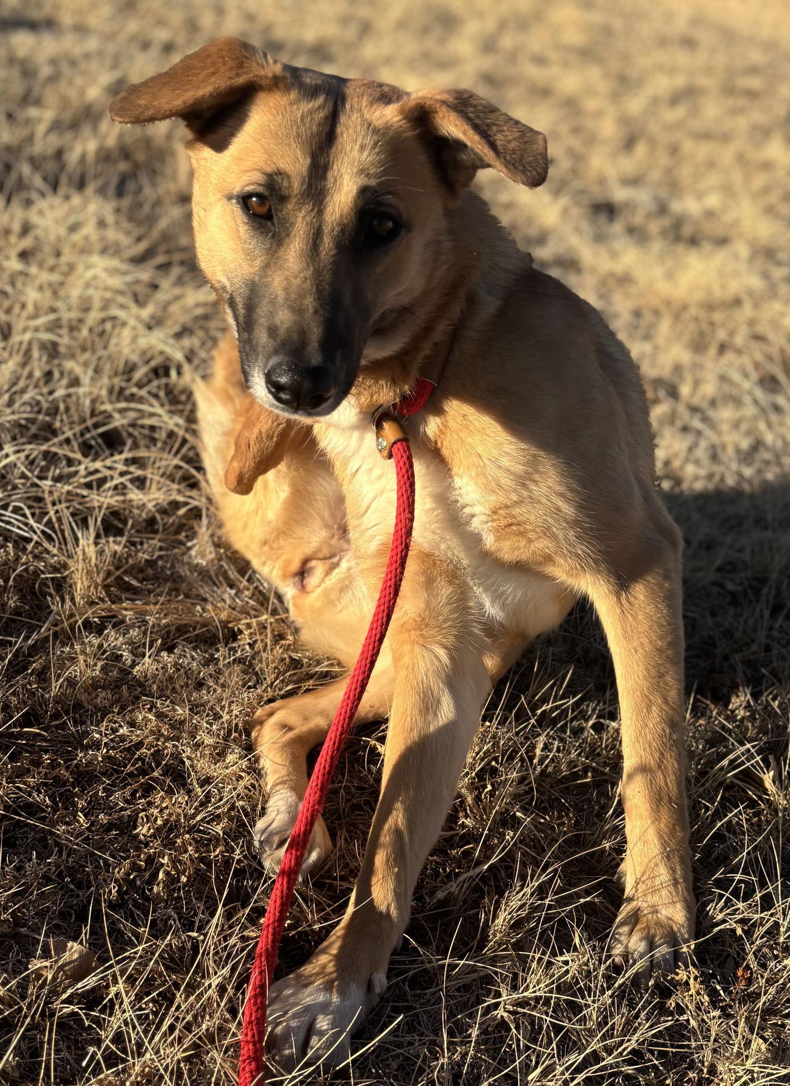Enlarge Priscilla, a Adoptable Shepherd in Las Vegas, NM image 1/3
