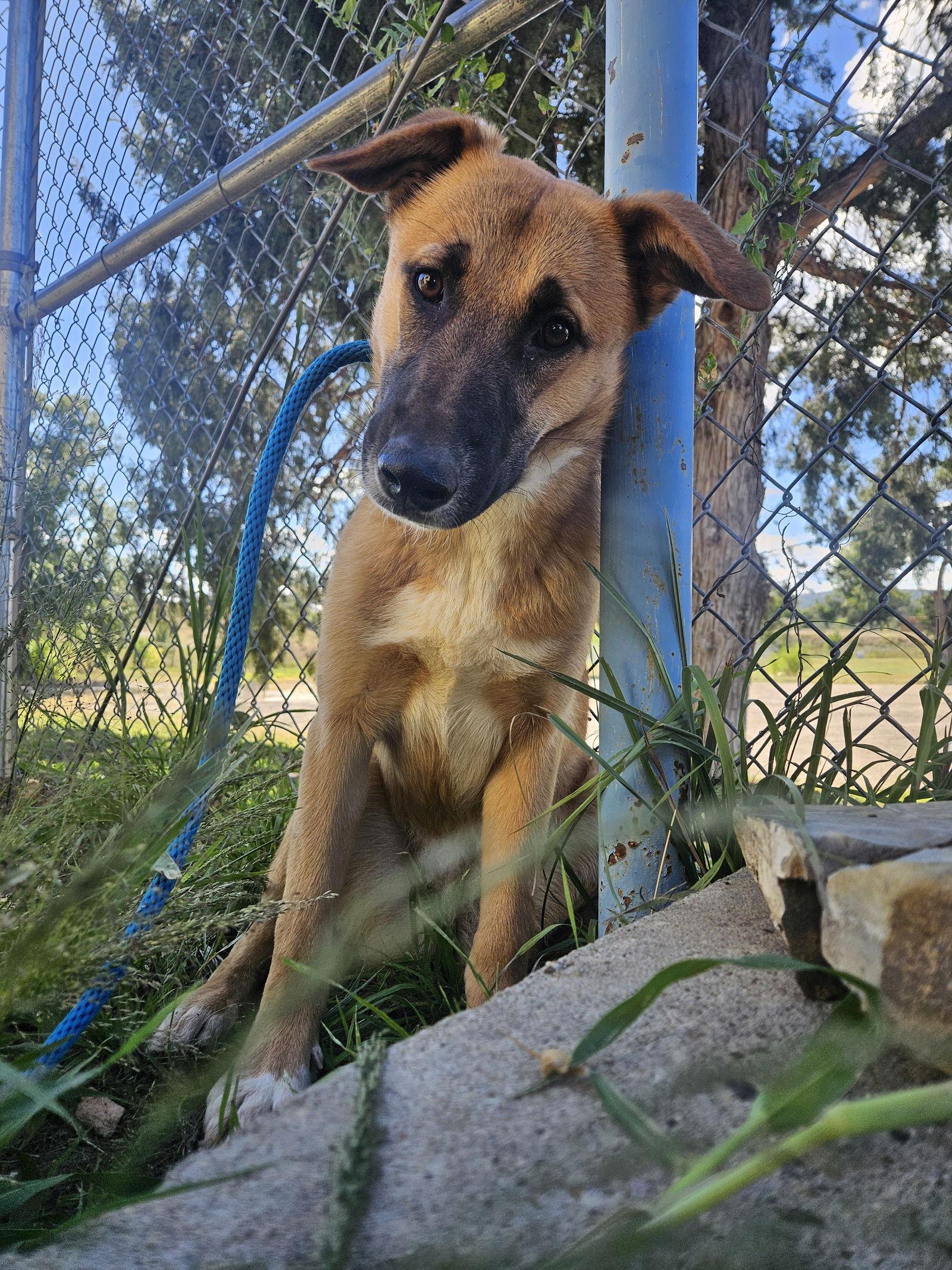 Enlarge Priscilla, a Adoptable Shepherd in Las Vegas, NM image 3/3