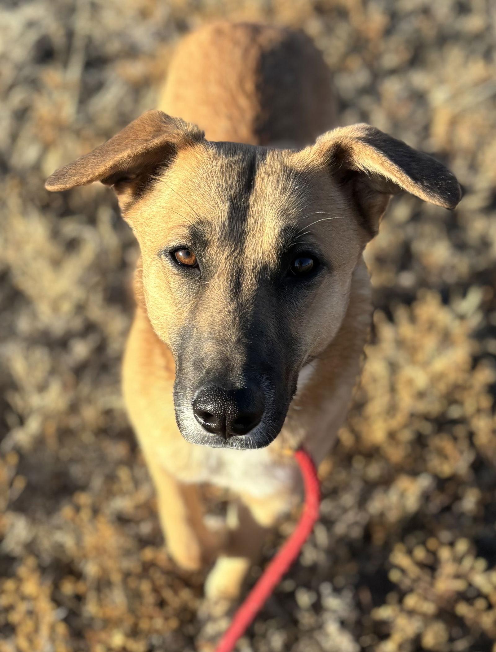 Enlarge Priscilla, a Adoptable Shepherd in Las Vegas, NM image 2/3