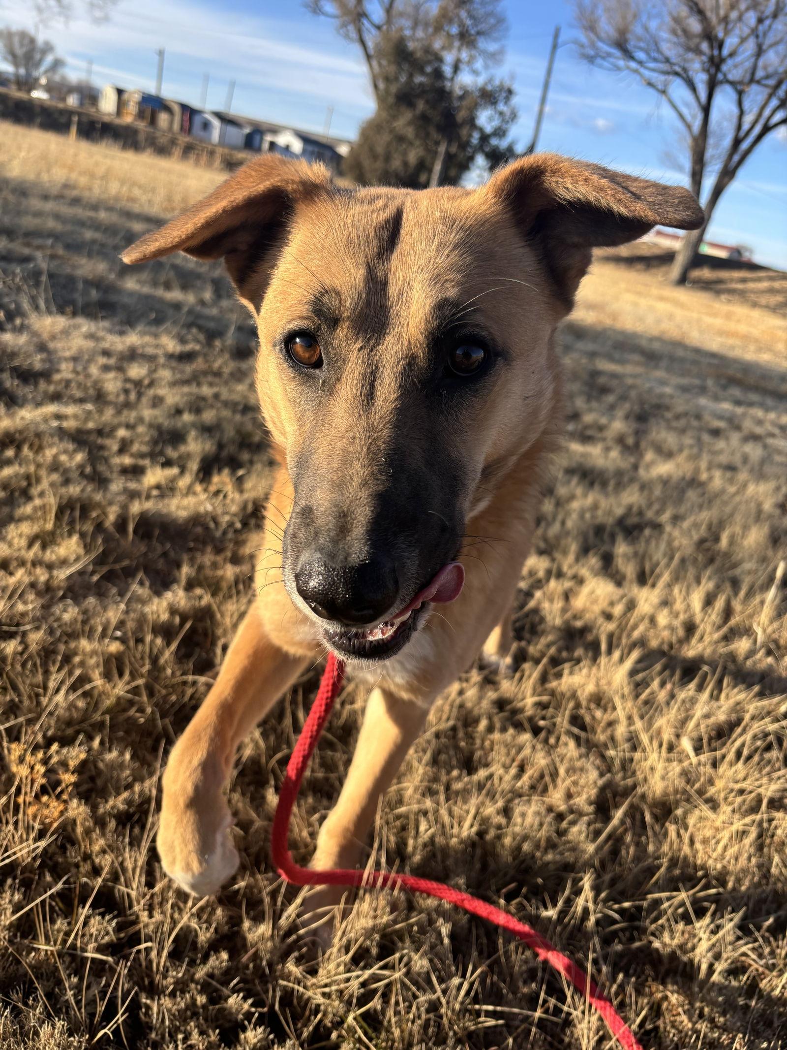 Enlarge Priscilla, a Adoptable Shepherd in Las Vegas, NM image 3/3