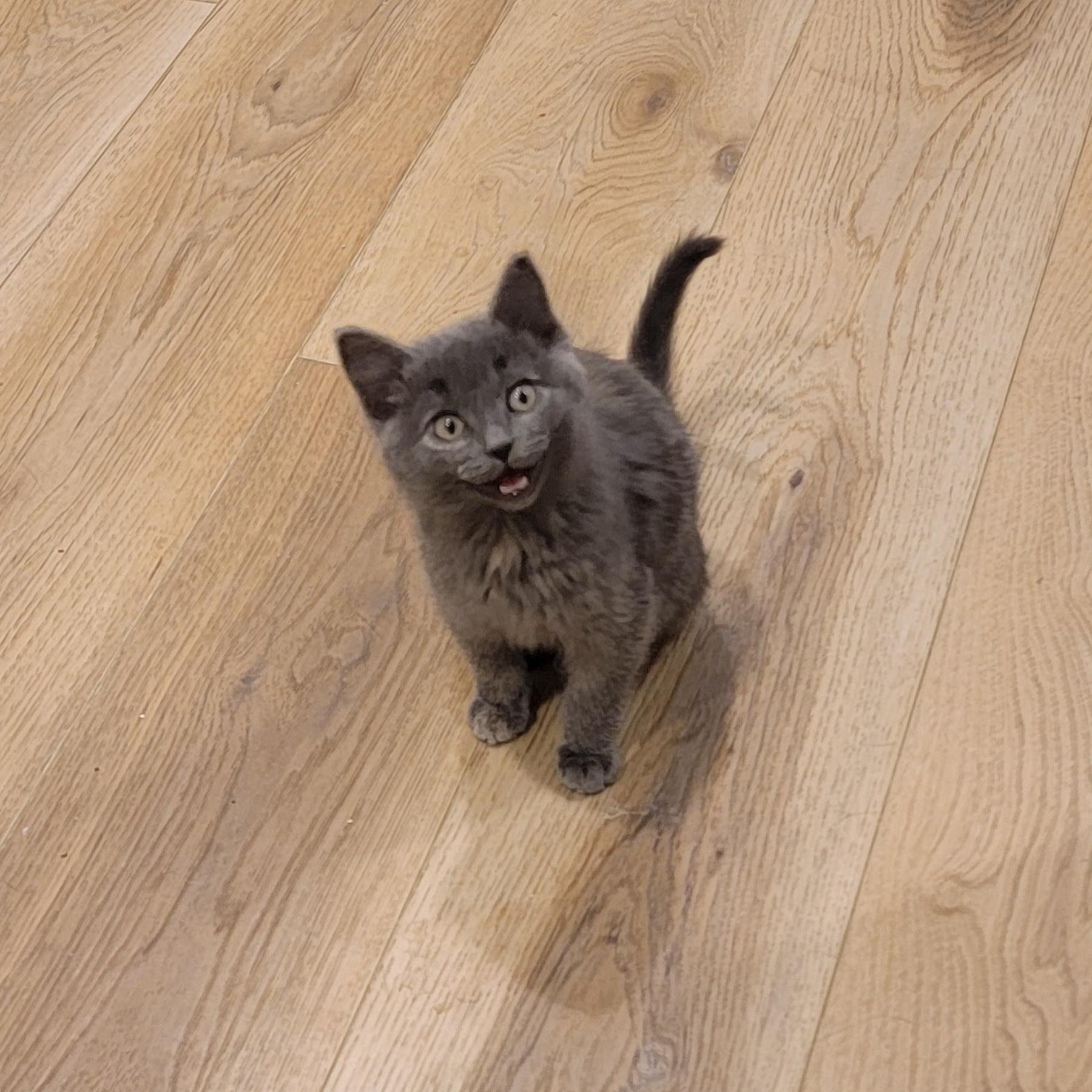 MacKenzie , ADOPTABLE, Kitten Female Dilute Tortoiseshell.