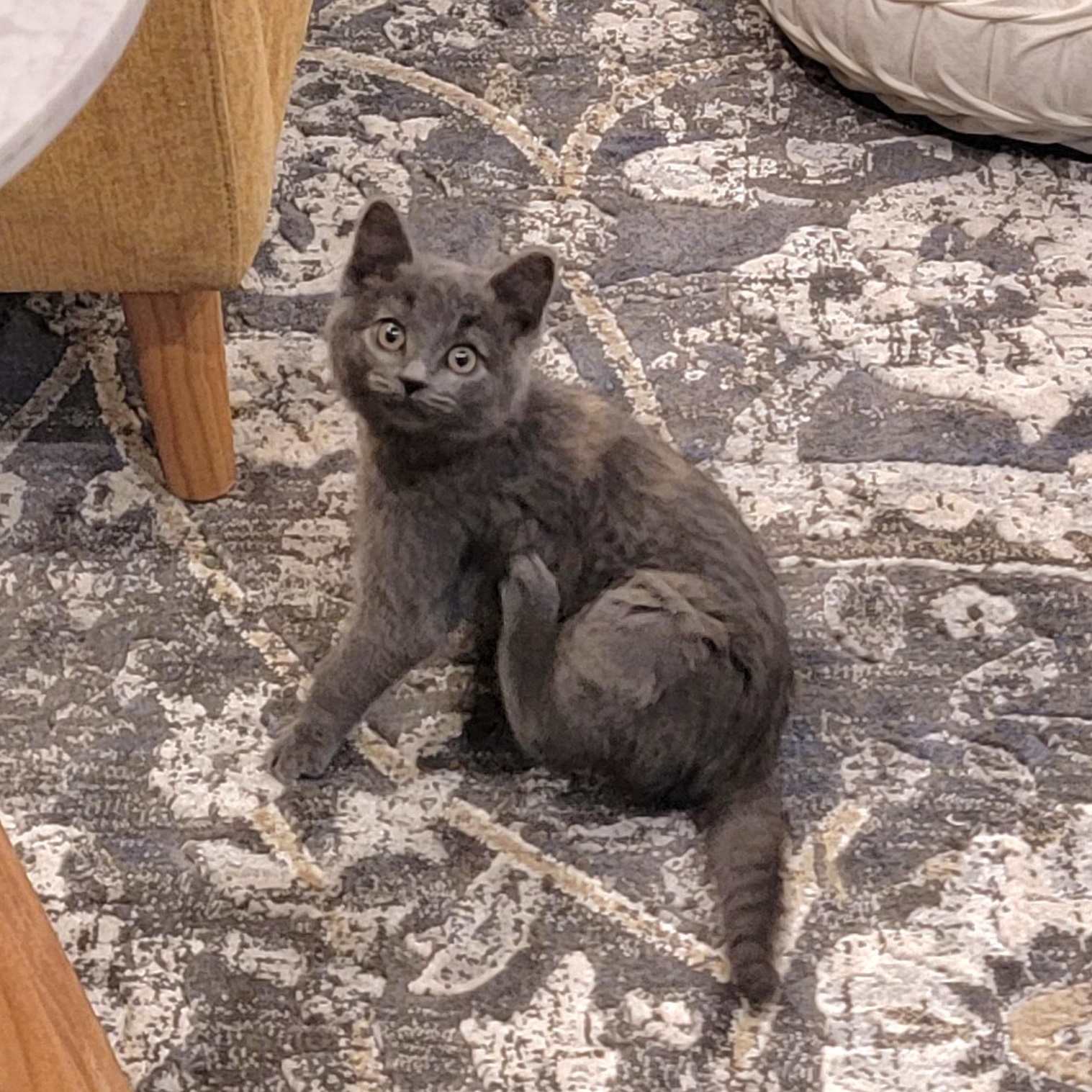 MacKenzie , a ADOPTABLE Dilute Tortoiseshell in Wyandotte, MI image 2/6